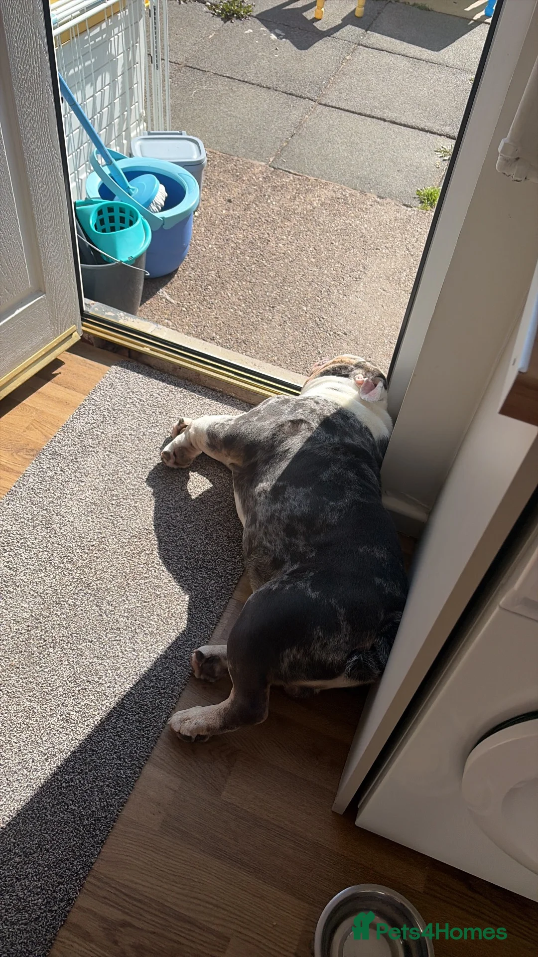 English Bulldog dogs for stud: Buster – Blue Merle Tri Stud - Advert 2