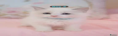 Ragdoll 3