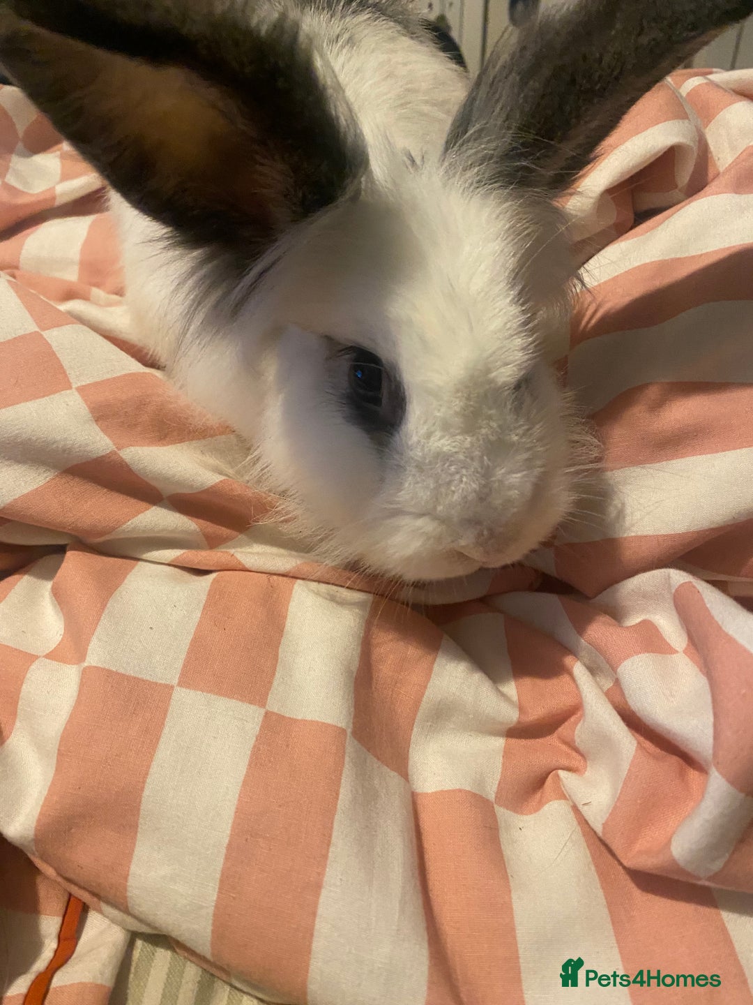 Mixed Breed rabbits for sale: 8 month old rabbits need rehoming ASAP - Image 5