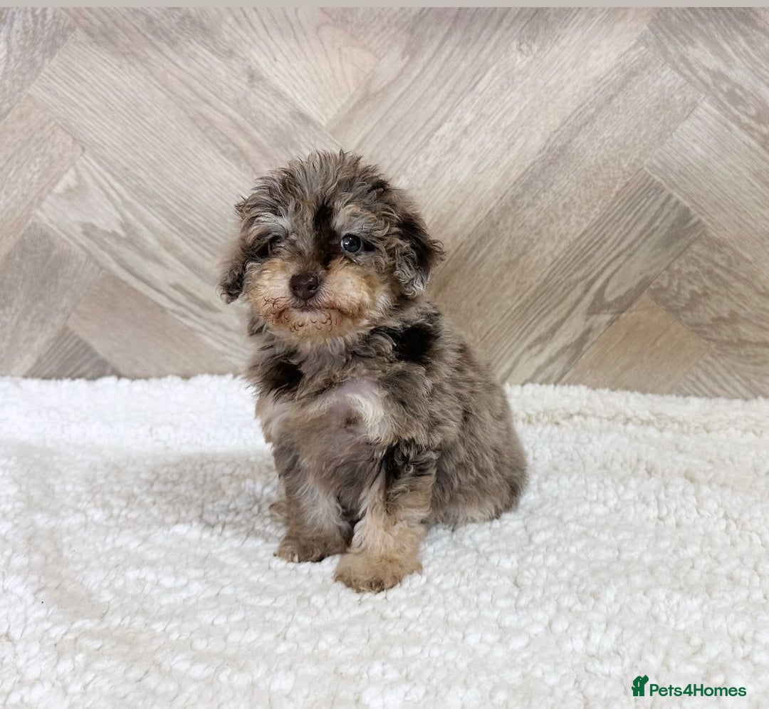 Toy Poodle dogs for stud: KC CHOCOLATE PHANTOM TOY POODLE in Willenhall - Image 27