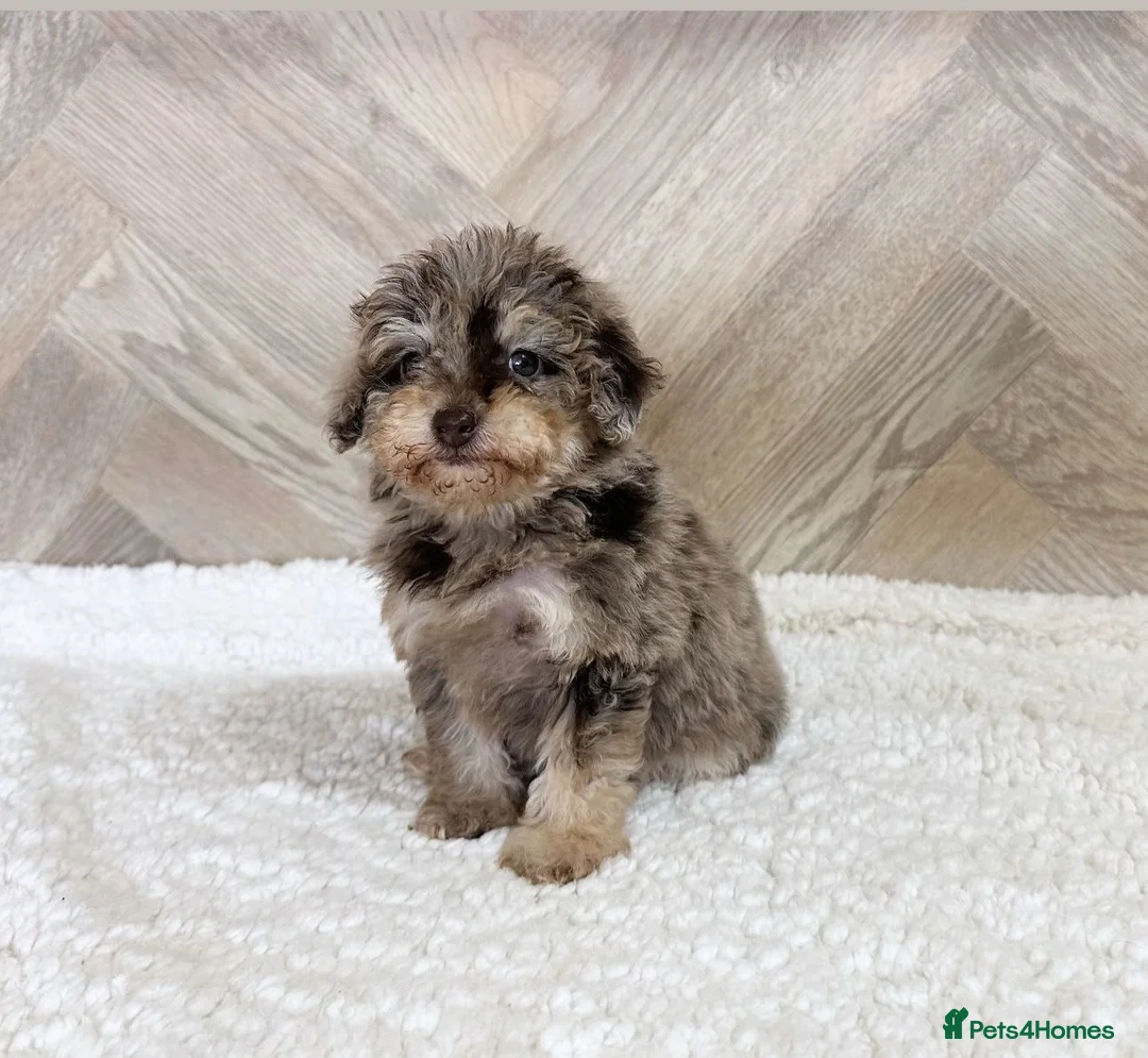 Toy Poodle dogs for stud: KC CHOCOLATE PHANTOM TOY POODLE in Willenhall - Advert 27