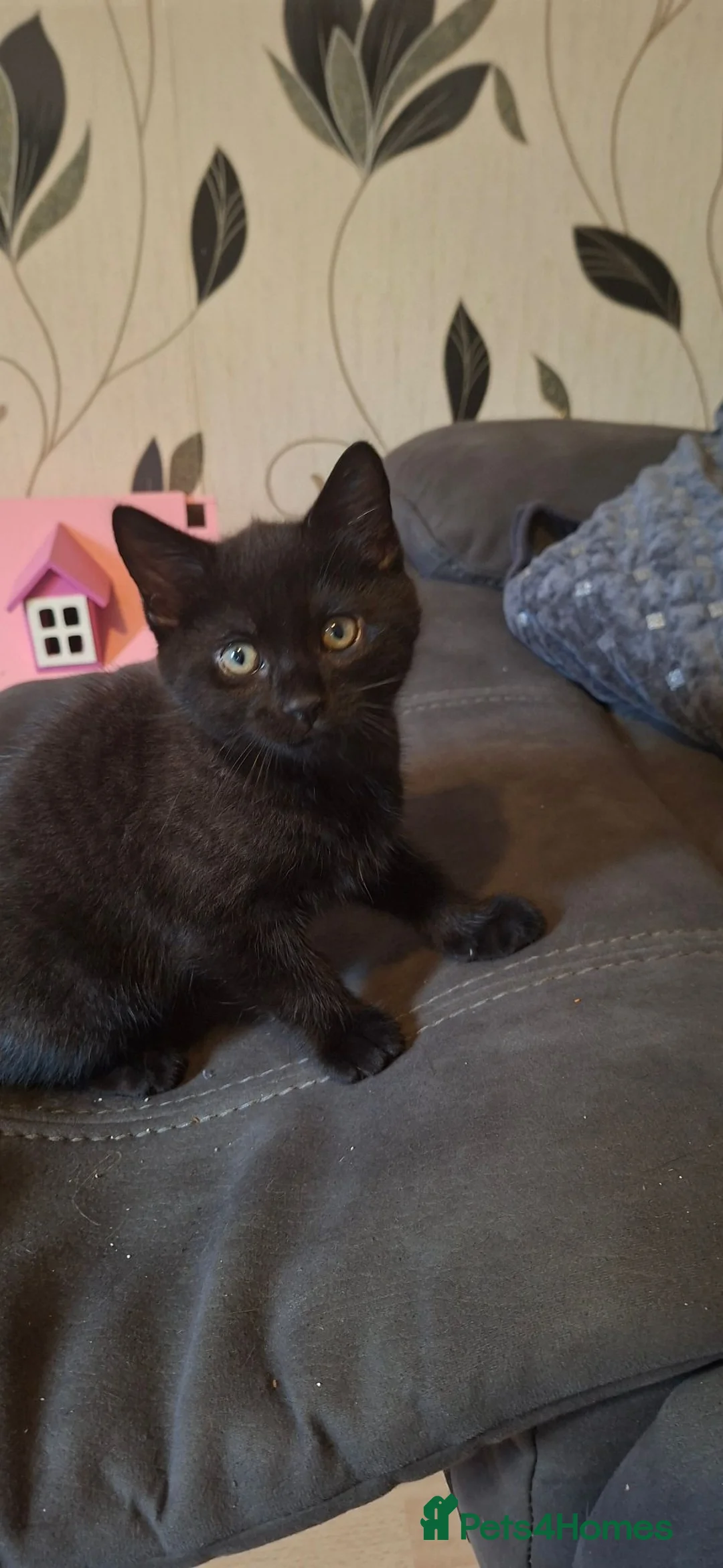 Mixed Breed cats for sale: Kitten for sale in Glenrothes - Advert 5