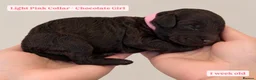 Cockapoo dogs for sale: Extensively DNA Tested Cockapoo Puppies 🧬 - Advert 8