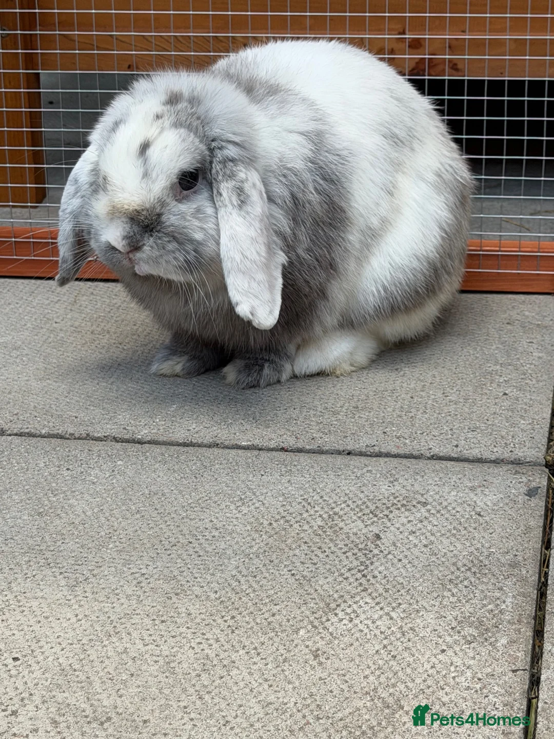 Mini Lop rabbits for sale: Black Harli Mini Lop in Bromley - Advert 4