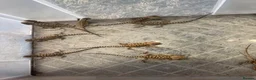 Bearded Dragon reptiles for sale: Beautiful Baby Bearded Dragons Available - Advert 5