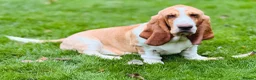 Basset Hound dogs for sale: Basset hound 13 months old - Advert 5