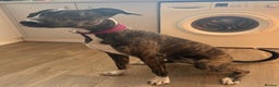 Lurcher dogs for adoption: NELL, young brindle lurcher in rescue - Advert 2