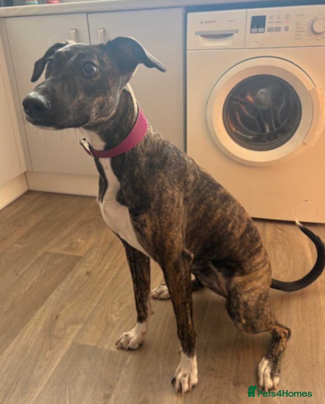 Lurcher dogs for adoption: NELL, young brindle lurcher in rescue - Advert 2