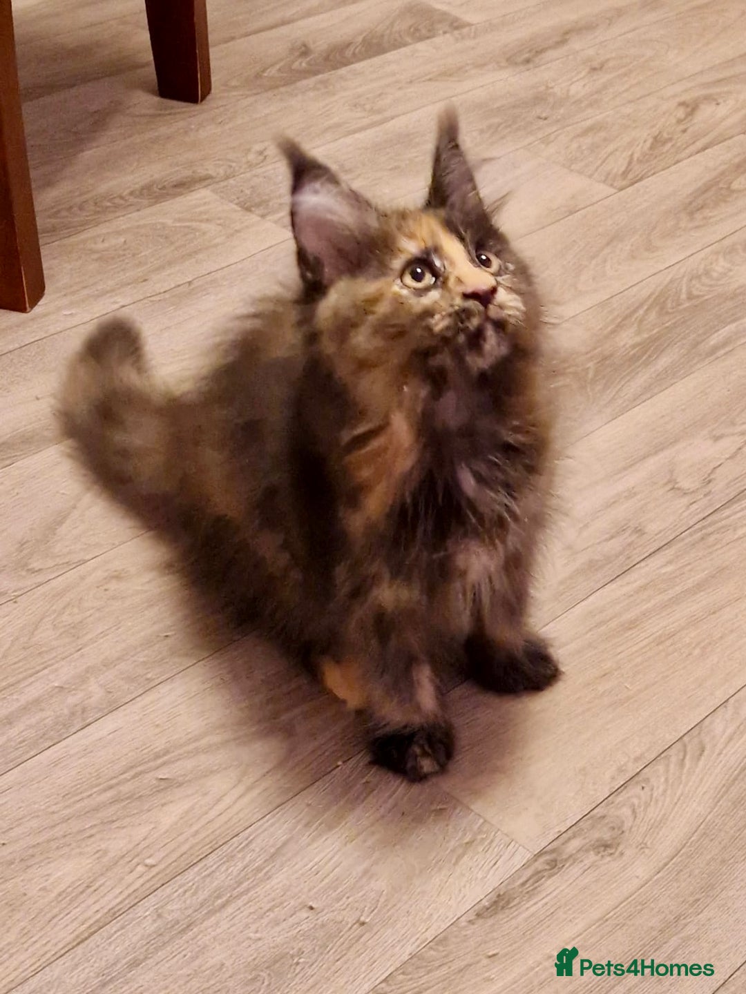 Maine Coon cats for sale: 🌟Ready to leave 4 XL Maine Coons active available - Image 9