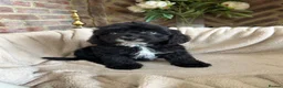 Cavapoo dogs for sale: Adorable Cavapoo puppies  - Advert 7