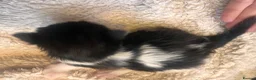 Mixed Breed cats for sale: Beautiful fluffy kittens  - Advert 4