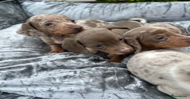 Miniature Dachshund dogs - Advert 14