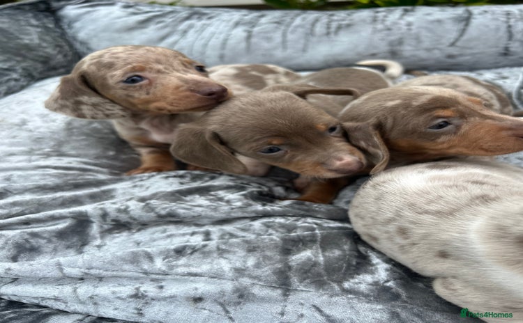 Miniature Dachshund dogs - Advert 3