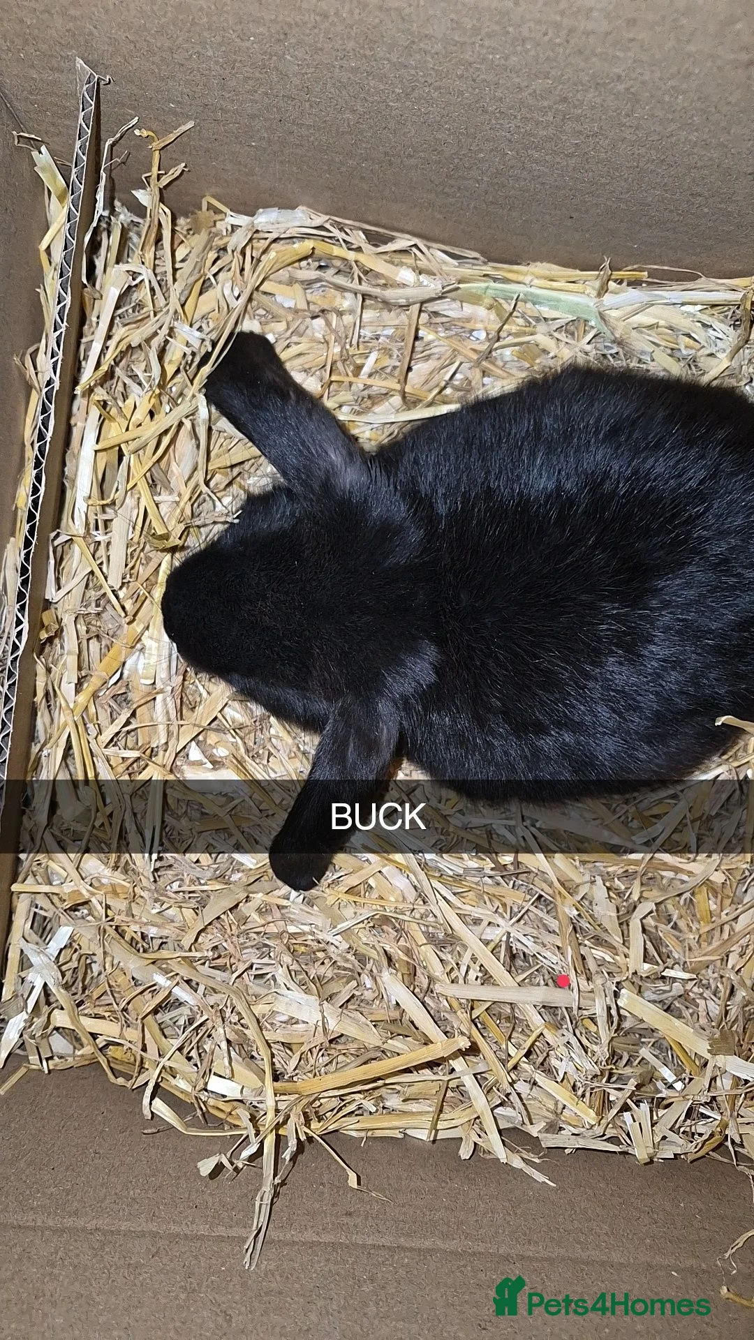 Mixed Breed rabbits for sale: Mini lop/lion head Rabbits  - Advert 2