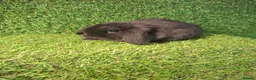 Mini Lop rabbits for sale: MINI LOPS - Advert 4