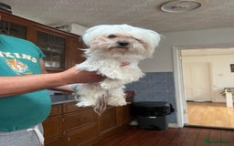 Maltese dogs for sale: Maltese - Image 2