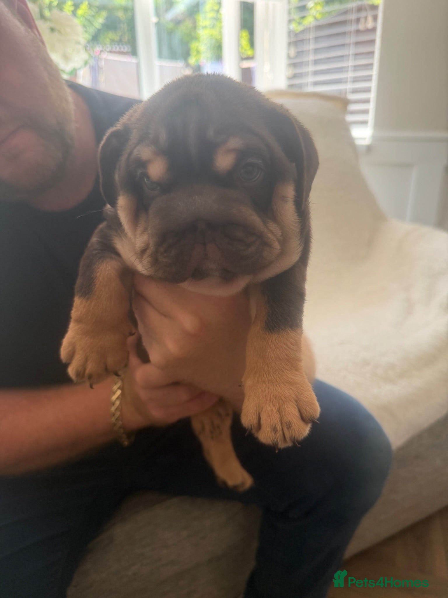 English Bulldog dogs ! Ready to leave in 3days English Bulldog puppy’s - Advert 15