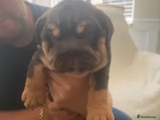 English Bulldog dogs ! Ready to leave in 3days English Bulldog puppy’s - Advert 15
