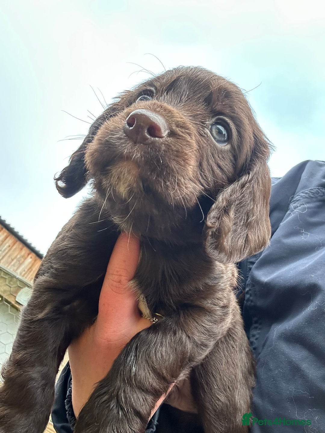 Cocker Spaniel dogs for sale: Two stunning chocolate cocker male pups available - Image 5