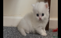 Munchkin cats for sale: Beautiful Munchkins Kittens  - Image 5