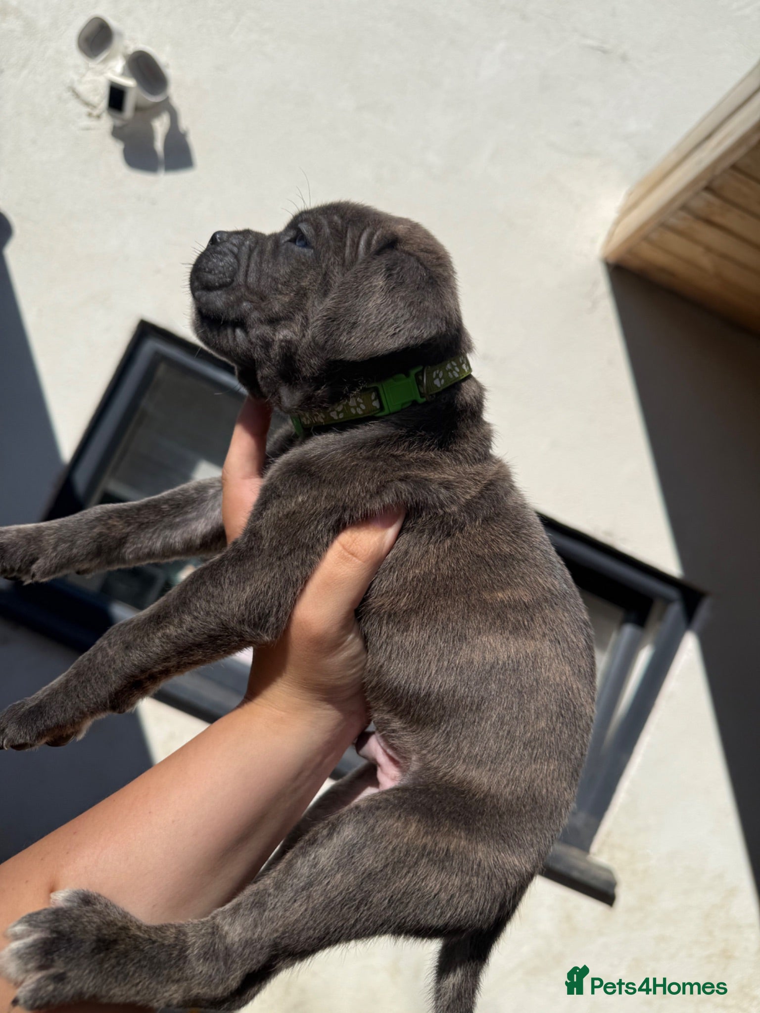 Cane Corso dogs Stunning cane corso 🐶 - Advert 1