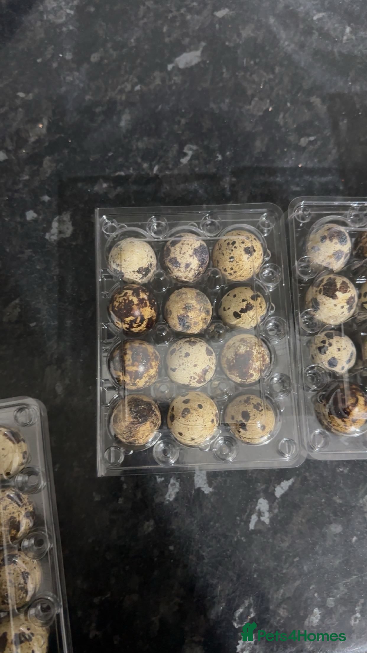 Quail poultry quail fertile eggs - Advert 1