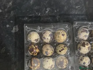 Quail poultry quail fertile eggs - Advert 21