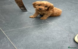 Cockapoo dogs for sale: Cockapoos  - Image 1