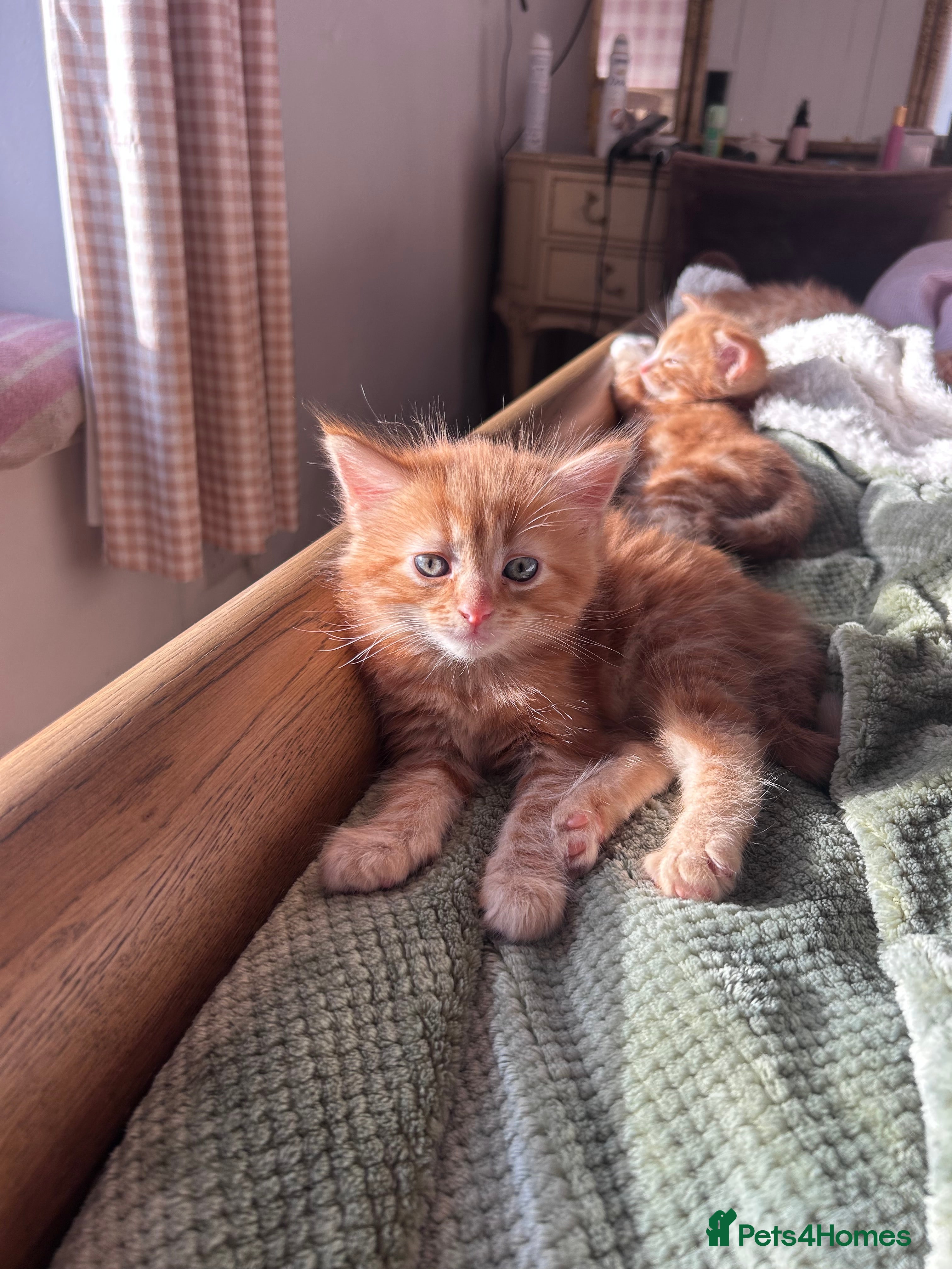 British Longhair cats British long hair ginger boy- 1 remaining  - Advert 3