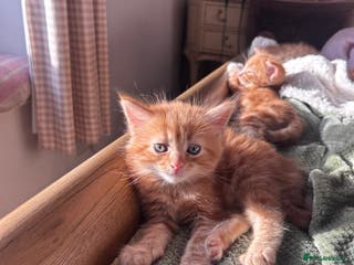 British Longhair cats British long hair ginger boy- 1 remaining - Advert 16