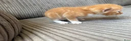 Mixed Breed cats for sale: Half ragdoll kittens  - Advert 16