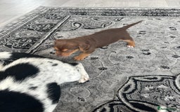 Mixed Breed dogs for sale: I have six beautiful jack dash for sale  - Image 13