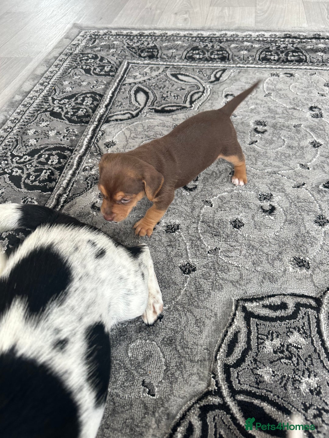 Mixed Breed dogs for sale: I have six beautiful jack dash for sale  - Image 13