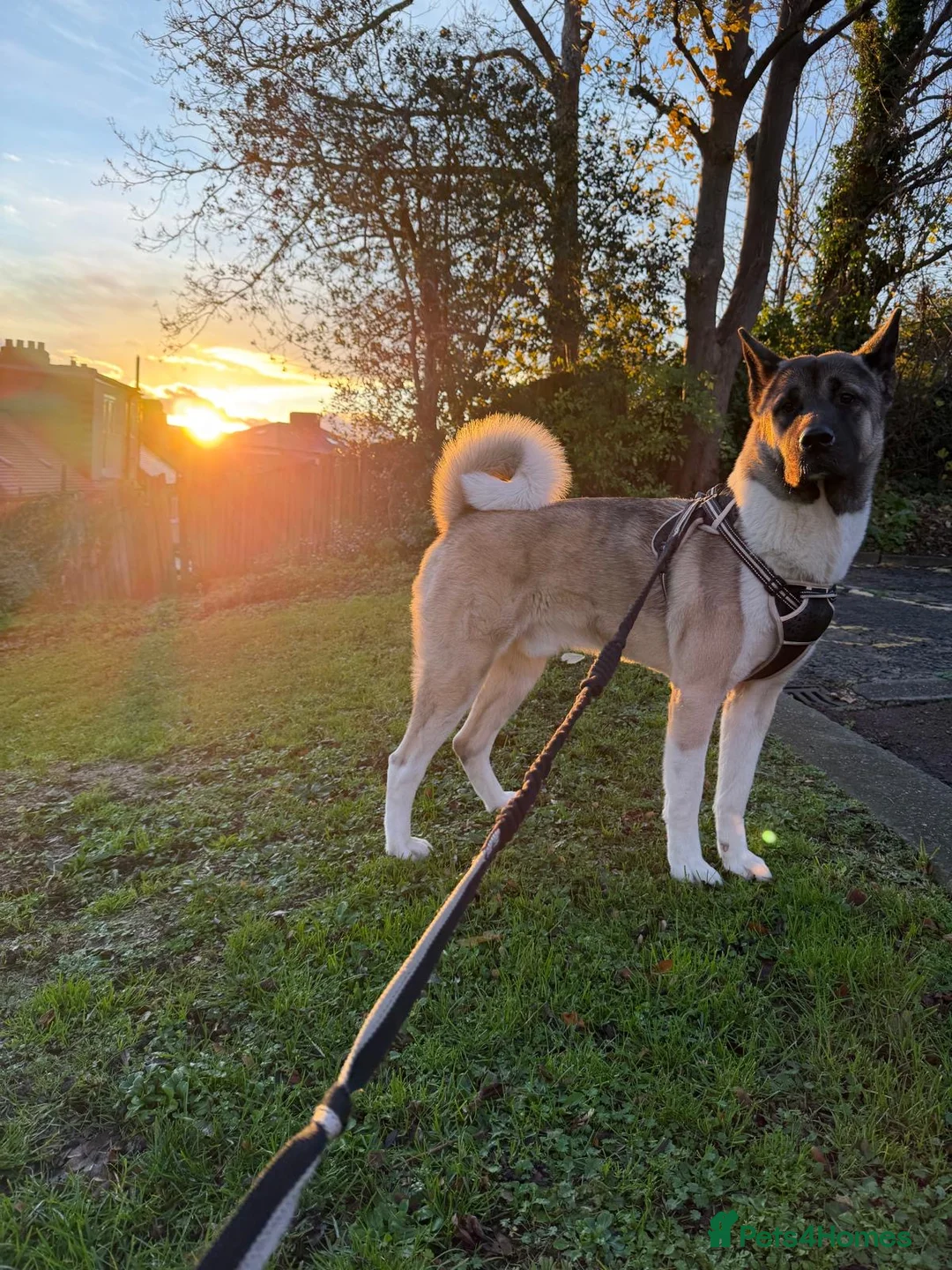 Akita dogs for stud: Jazz, American akita  in London - Advert 1