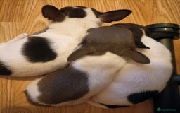 Chihuahua dogs for sale: KC Chihuahua puppies  - Image 5