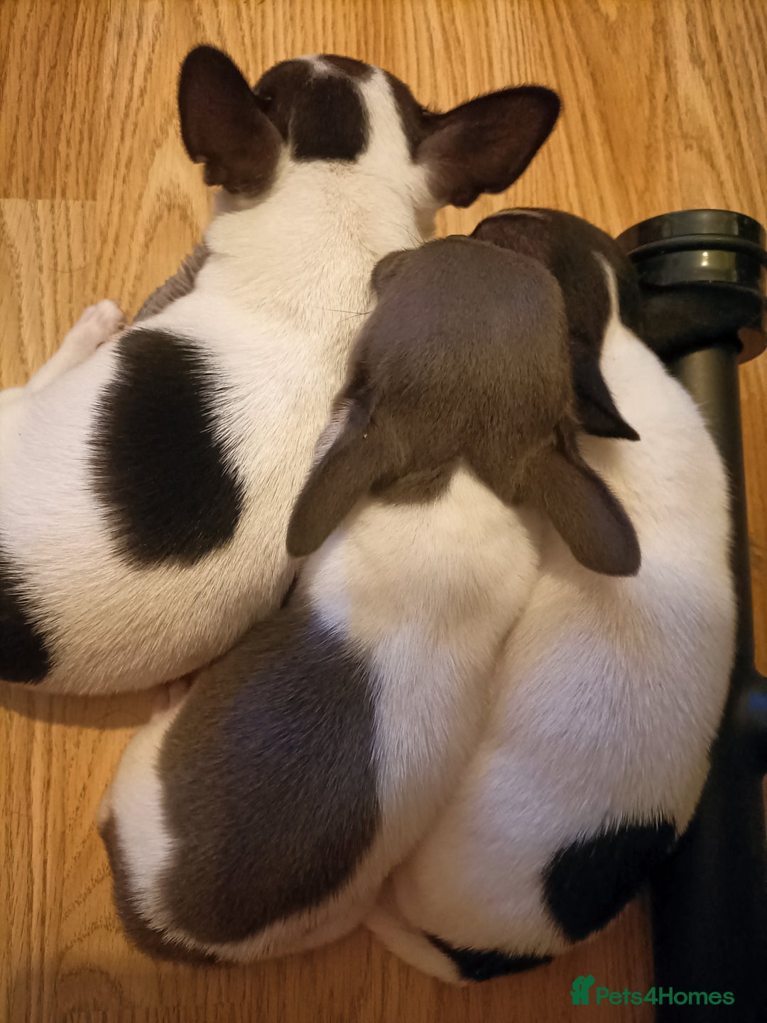 Chihuahua dogs for sale: KC Chihuahua puppies  - Image 5