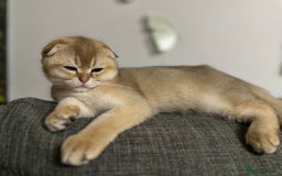 Scottish Fold cats for sale: 1male  1 female READY TO COLLECT - Image 23
