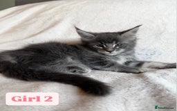 Maine Coon cats for sale: Maine Coon Kittens for Sale TICA  3 Boys & 2 Girls - Image 7