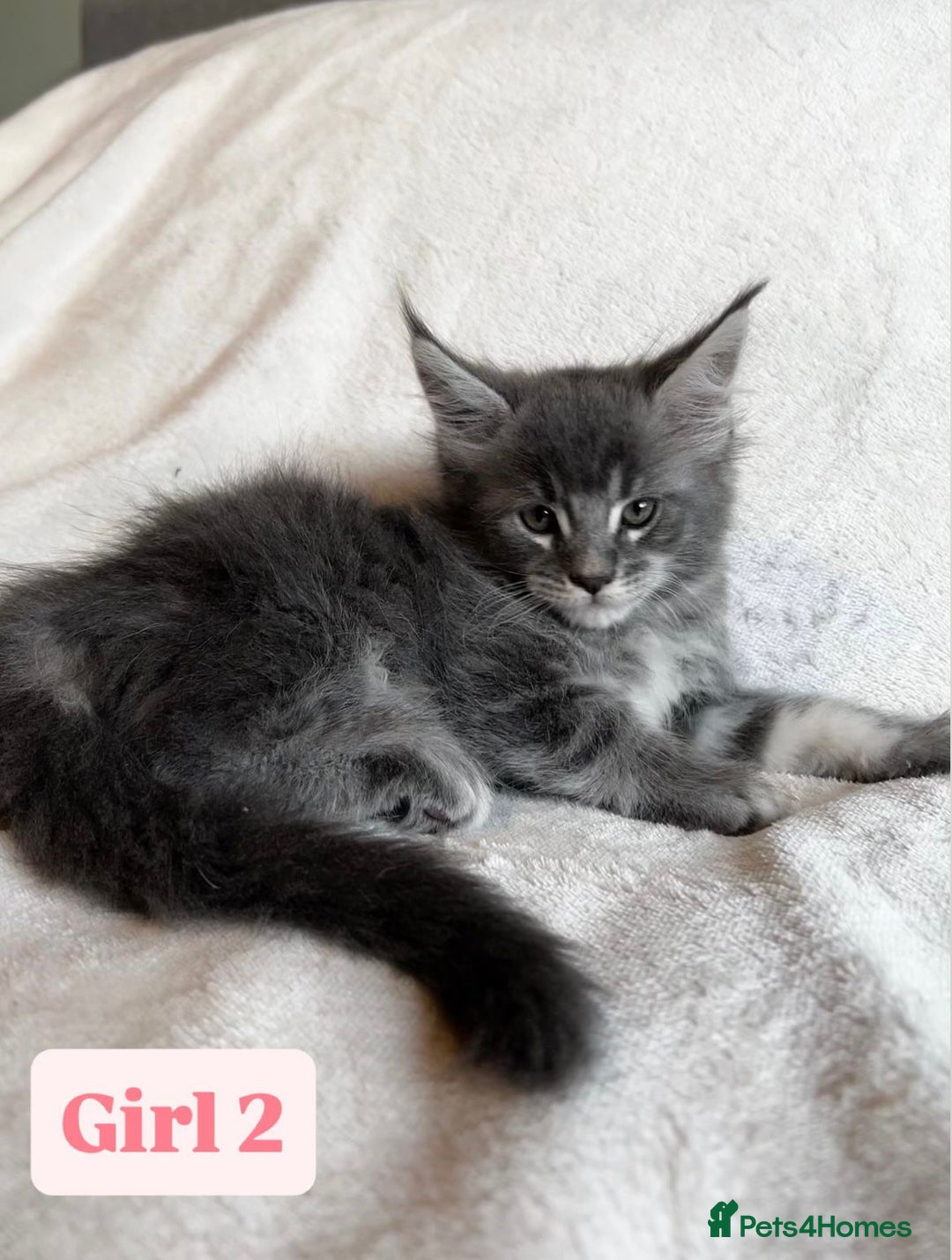 Maine Coon cats for sale: Maine Coon Kittens for Sale TICA  3 Boys & 2 Girls - Image 7