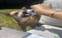 Mixed Breed dogs for sale: Gorgeous chow chow + English Bulldog Female Mix - Image 10