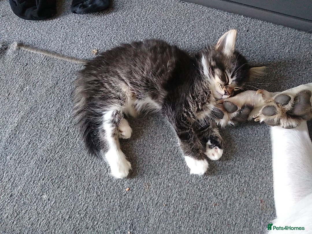 European cats for sale: Kittens looking for homes - Image 9
