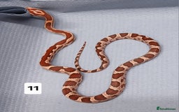 Corn Snake reptiles for sale: Corn Snake Morph Hatchling's  - Image 21