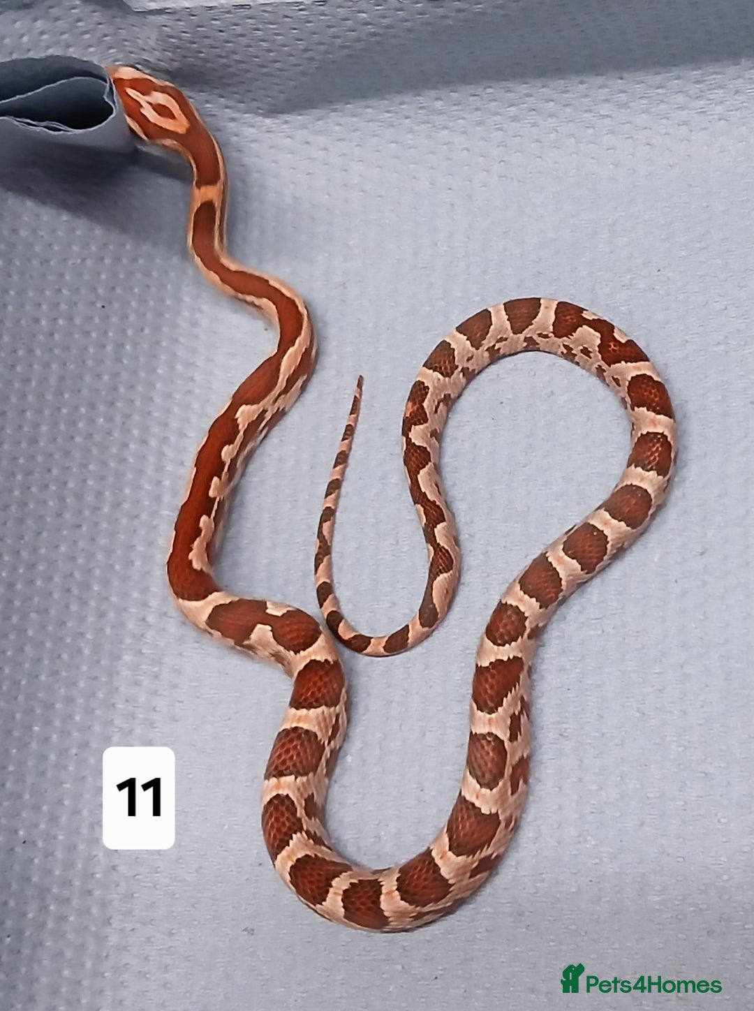 Corn Snake reptiles for sale: Corn Snake Morph Hatchling's  - Image 21