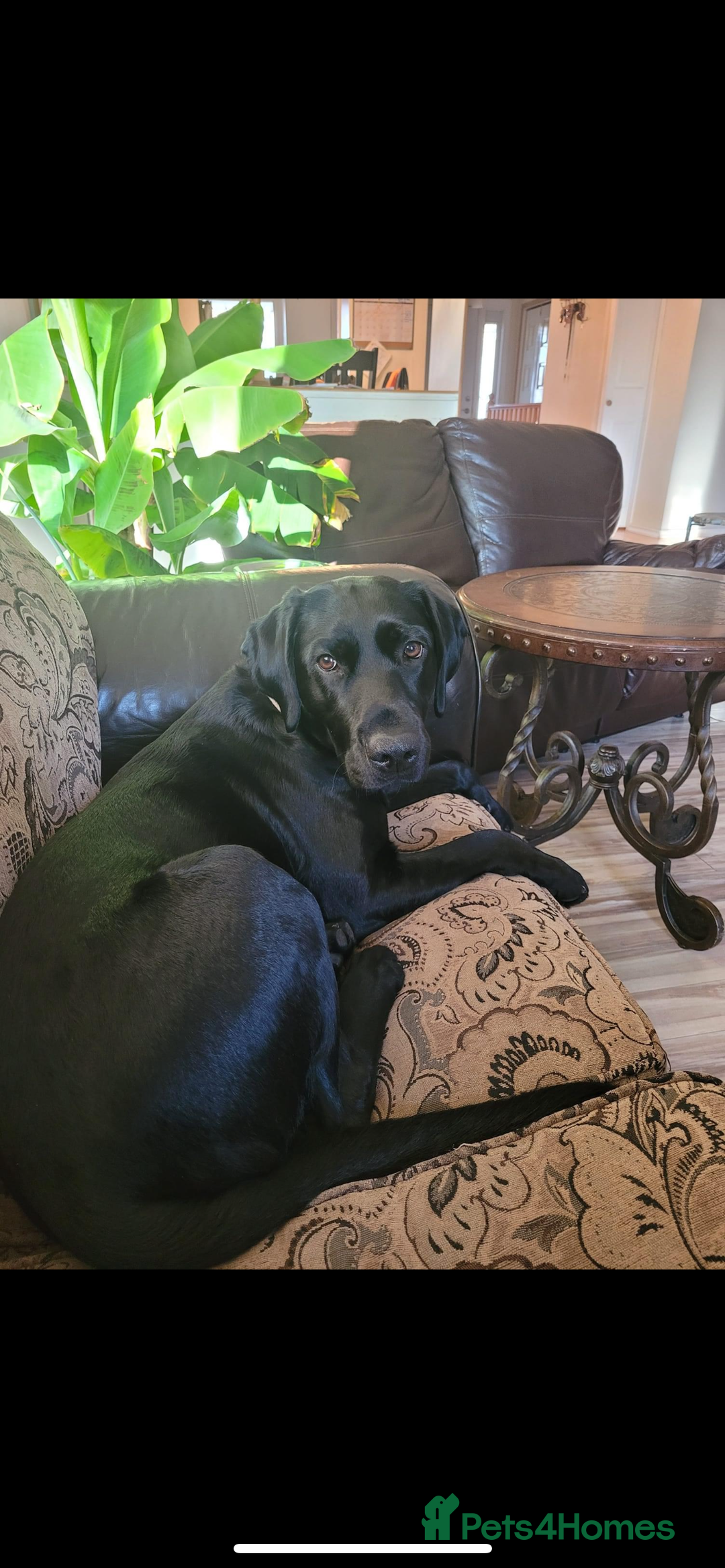 Labrador Retriever dogs for sale: Yellow and black lab puppies - Advert 2