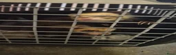 Ferret rodents for sale: 2 female ferrets in Colchester - Advert 1