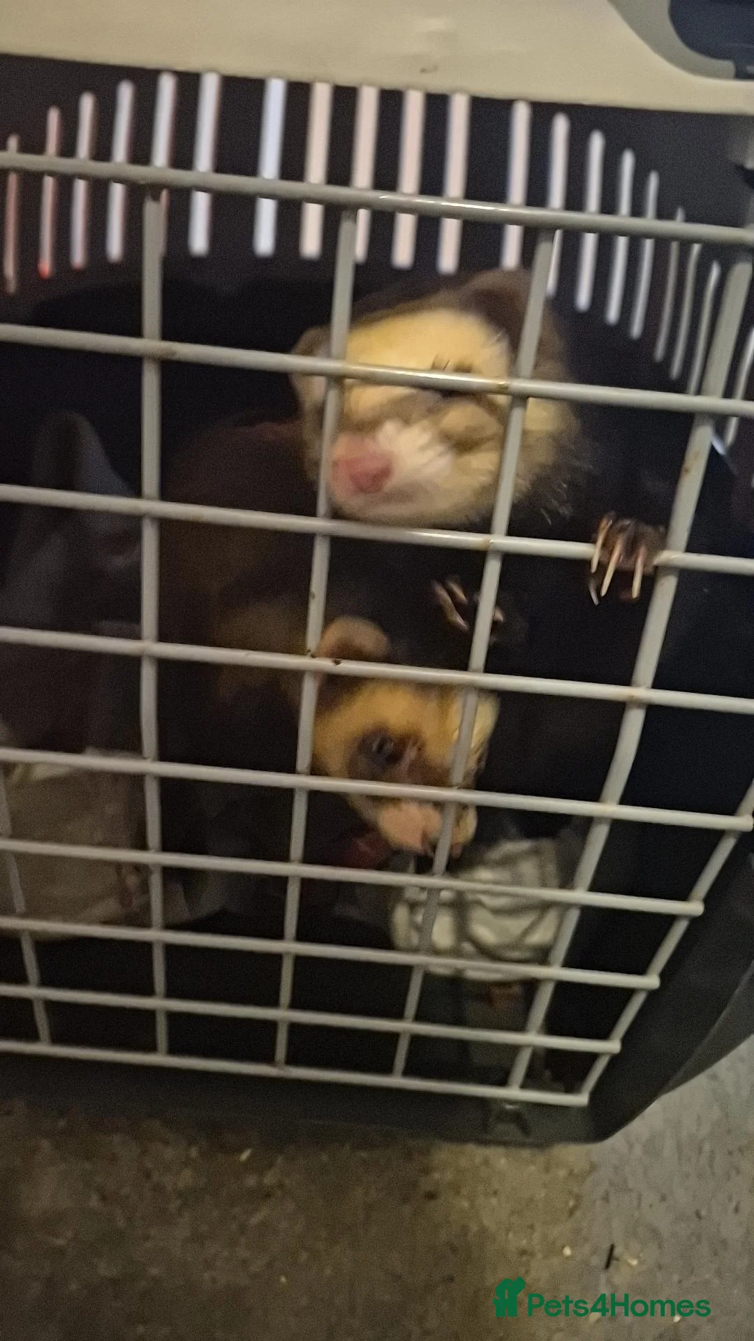 Ferret rodents for sale: 2 female ferrets in Colchester - Advert 1
