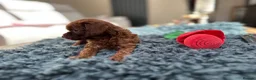 Toy Poodle dogs for sale: Adorable mini Asian poodle  - Advert 15