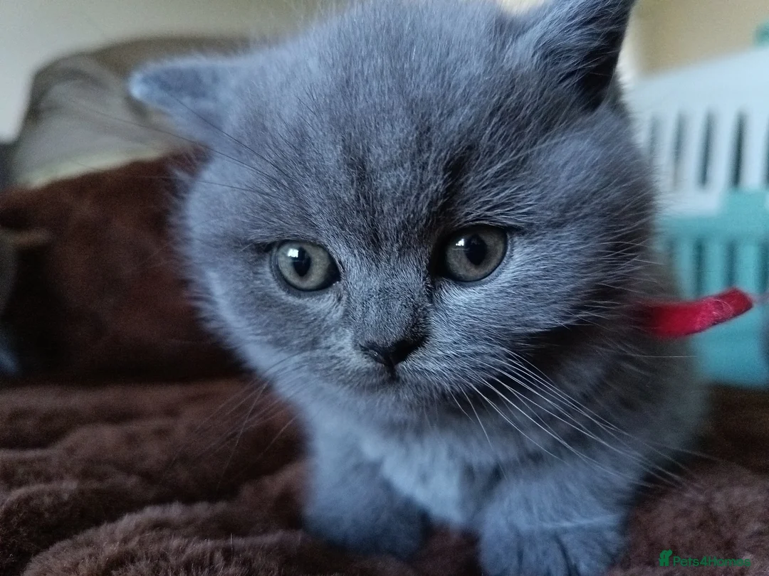 British Shorthair cats for sale: Gccf registered blue BSH kittens - Advert 1