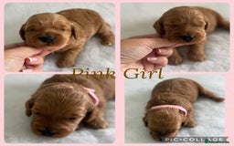 Cockapoo dogs for sale: Extensively Health Tested F1b cockerpoo Puppies  - Image 4