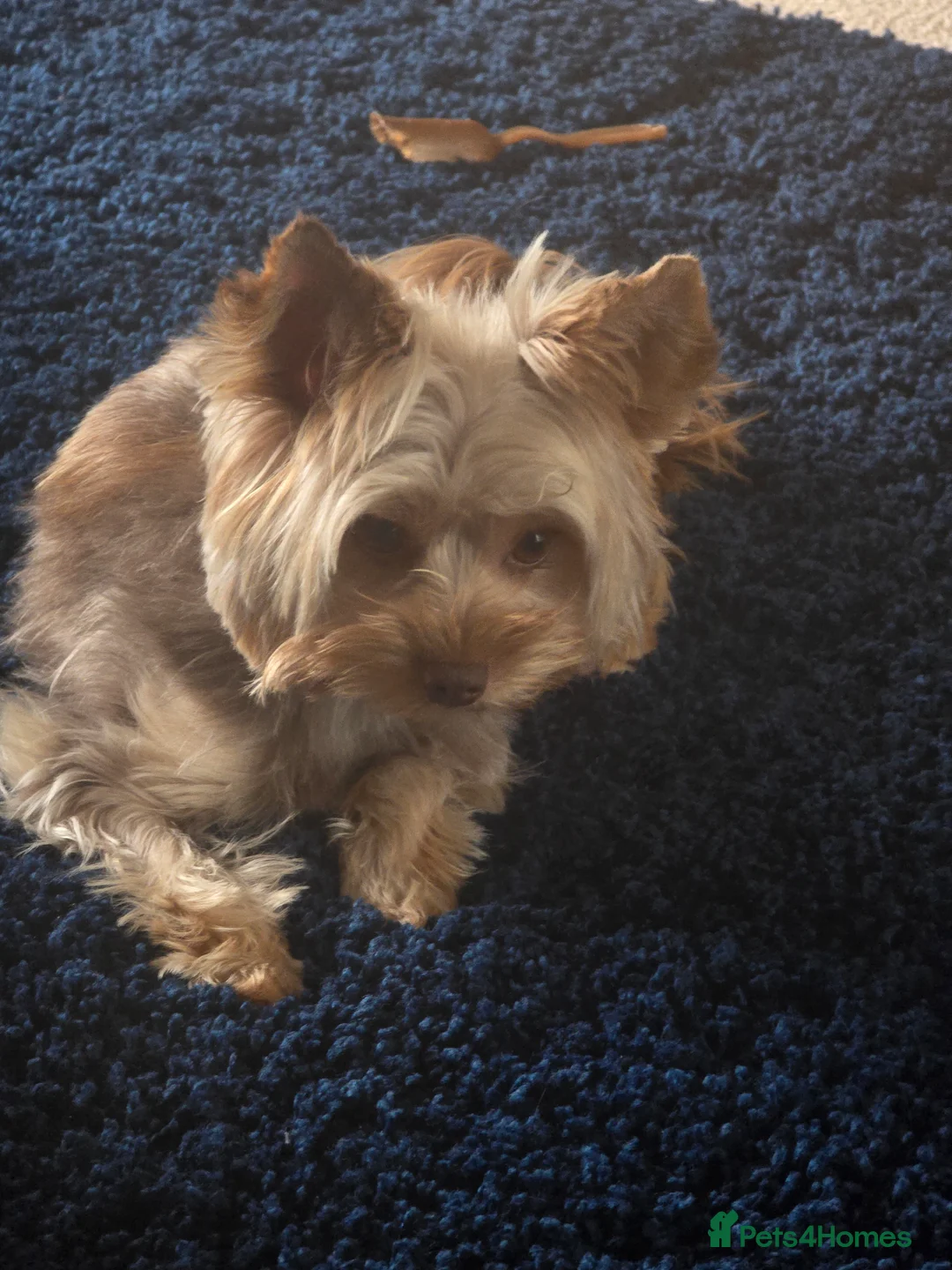 Yorkshire Terrier dogs for sale: Miniture yorkies ( sold only as a pair) - Advert 5